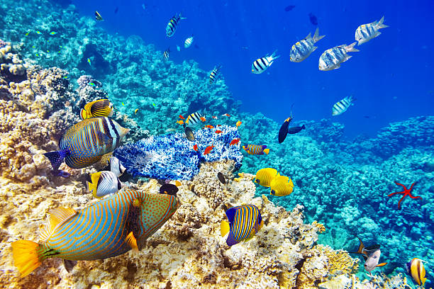 Wonderful and beautiful underwater world with corals and tropical fish.