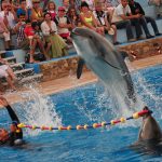 dolphina_dolphin_day_trip_fun_kids_shrm_theatre